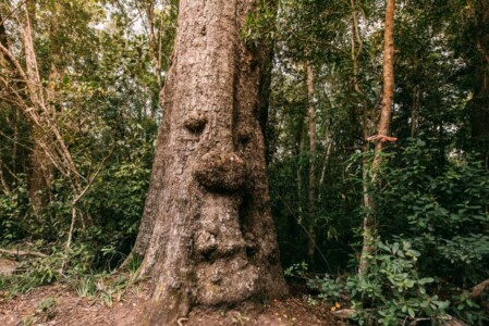 Tsitsikamma Forest