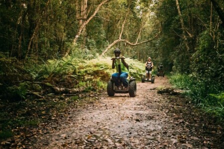 Tsitsikamma Forest
