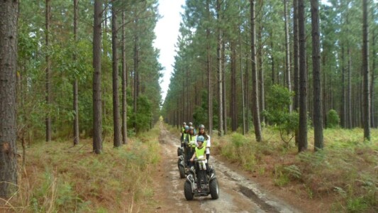 Tsitsikamma Forest
